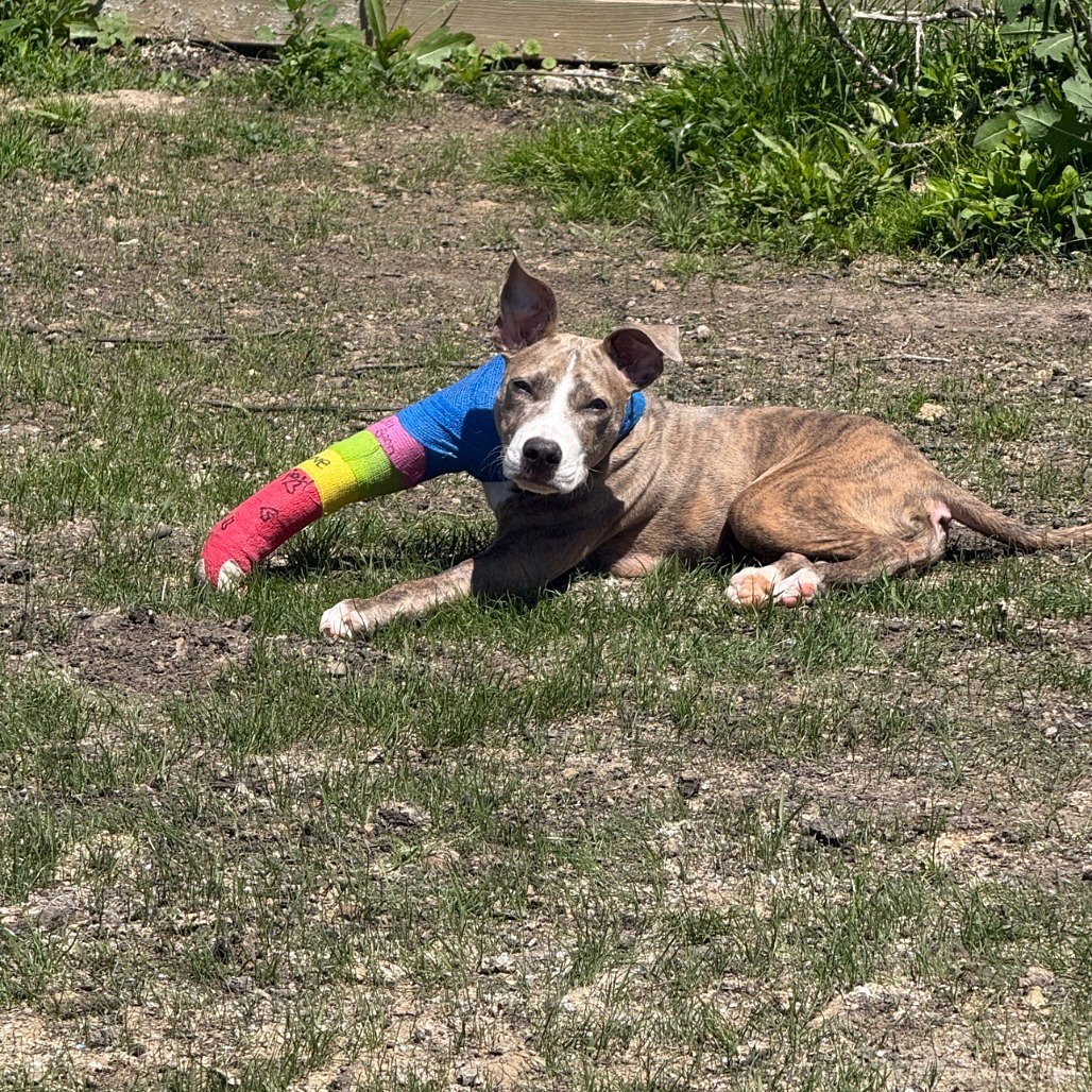Puppy thrown from third-story window recovering in Northeast Ohio foster home after rescue