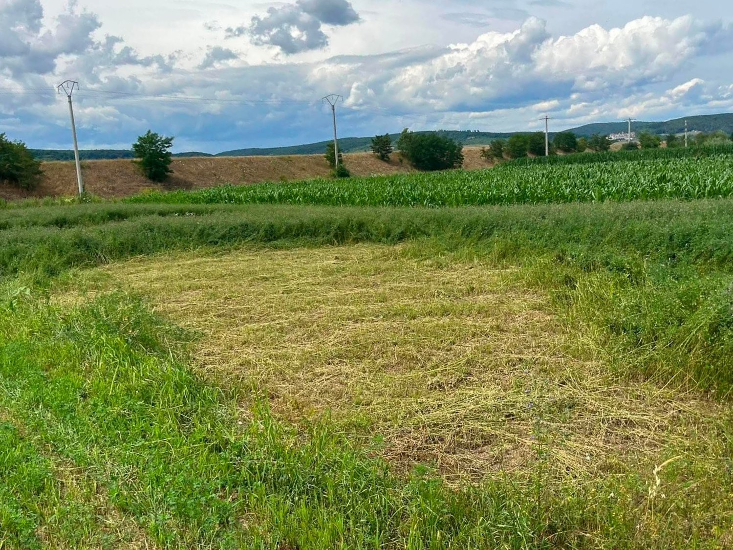 Furt de lucernă la Mârșa: „Mi se întâmplă în fiecare an, dar acum paguba e mare” / foto
