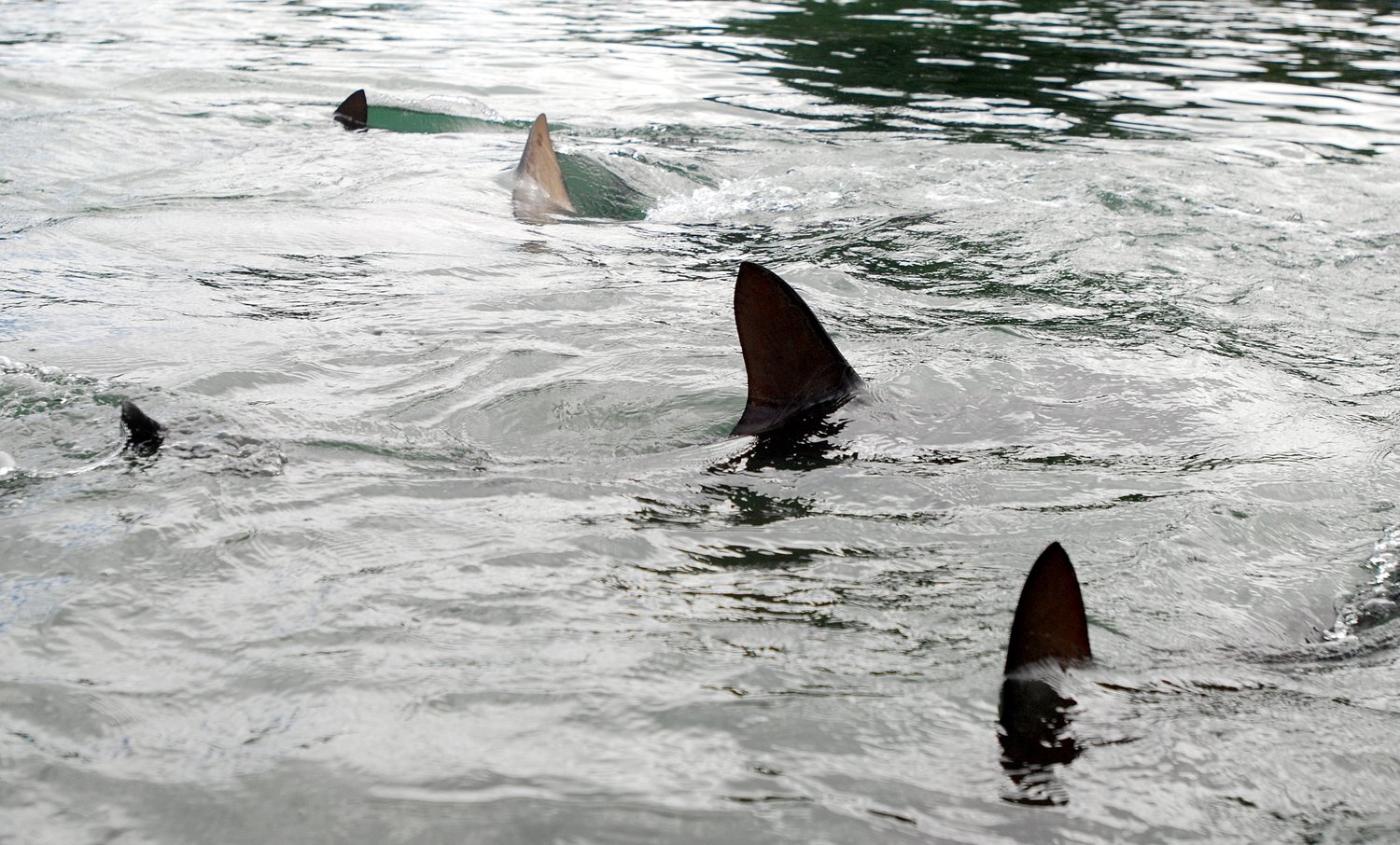 Summer has barely started, and U.S. shark reports are already piling up