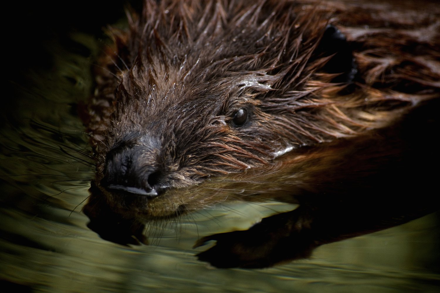 DEC issues swimming advisory after aggressive beaver attacks 2 swimmers on Upstate NY island