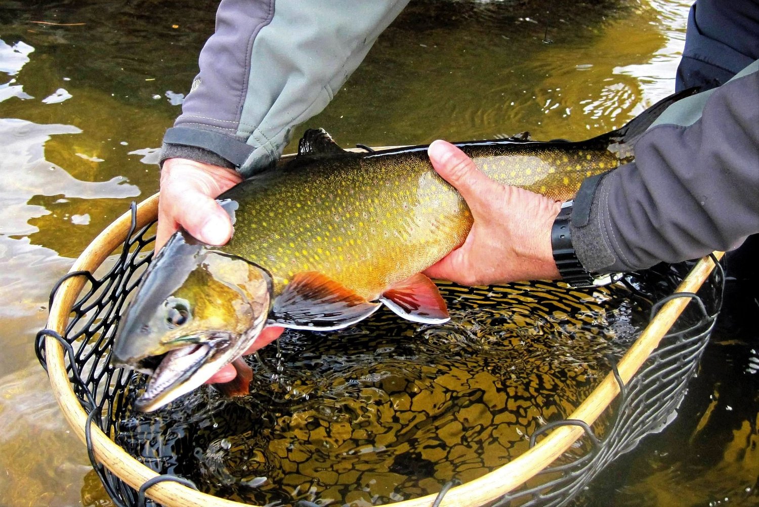 Catch-and-release purists are using flawed logic