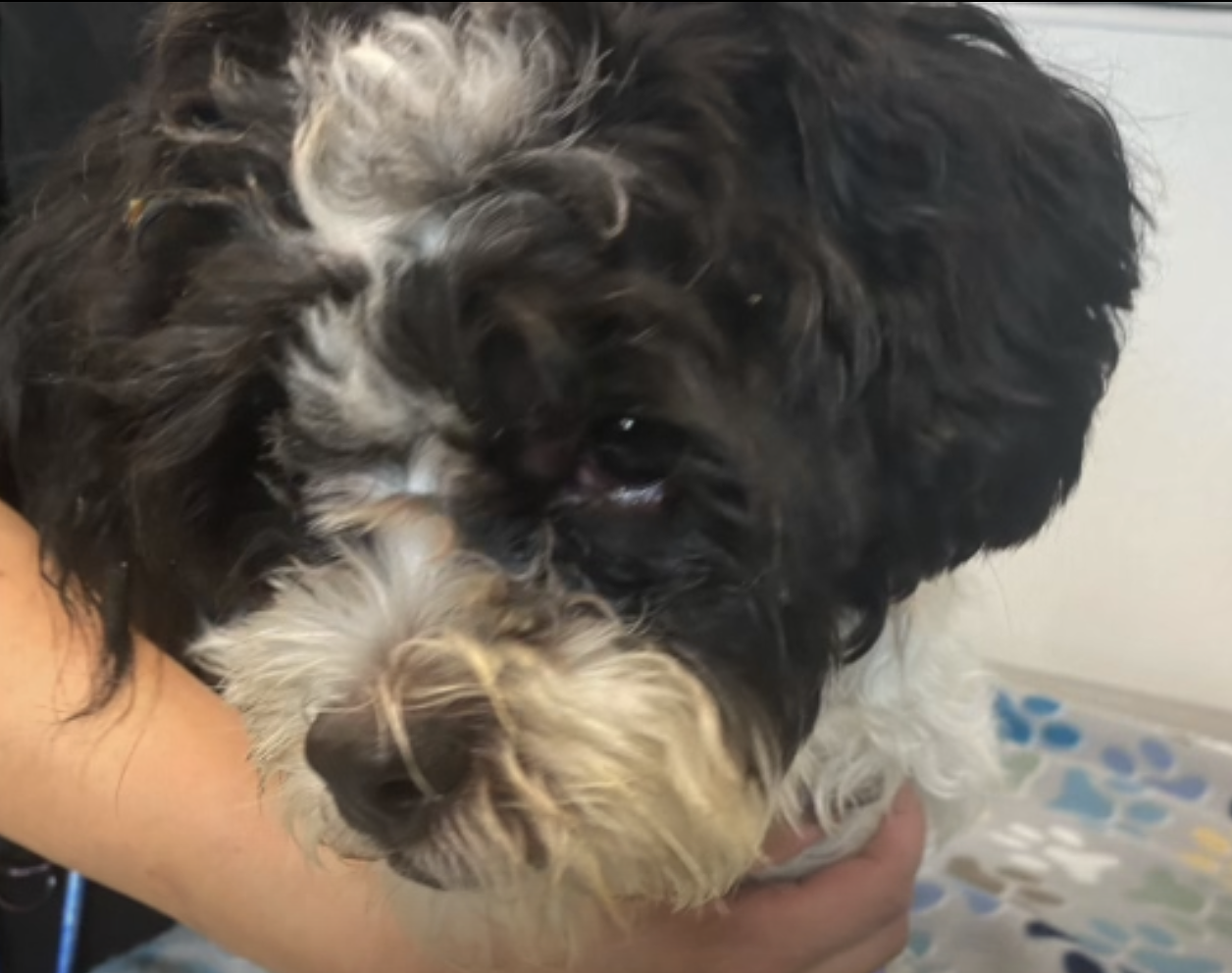 New Bedford police charge woman with animal cruelty after video shows puppy being punched 19 times