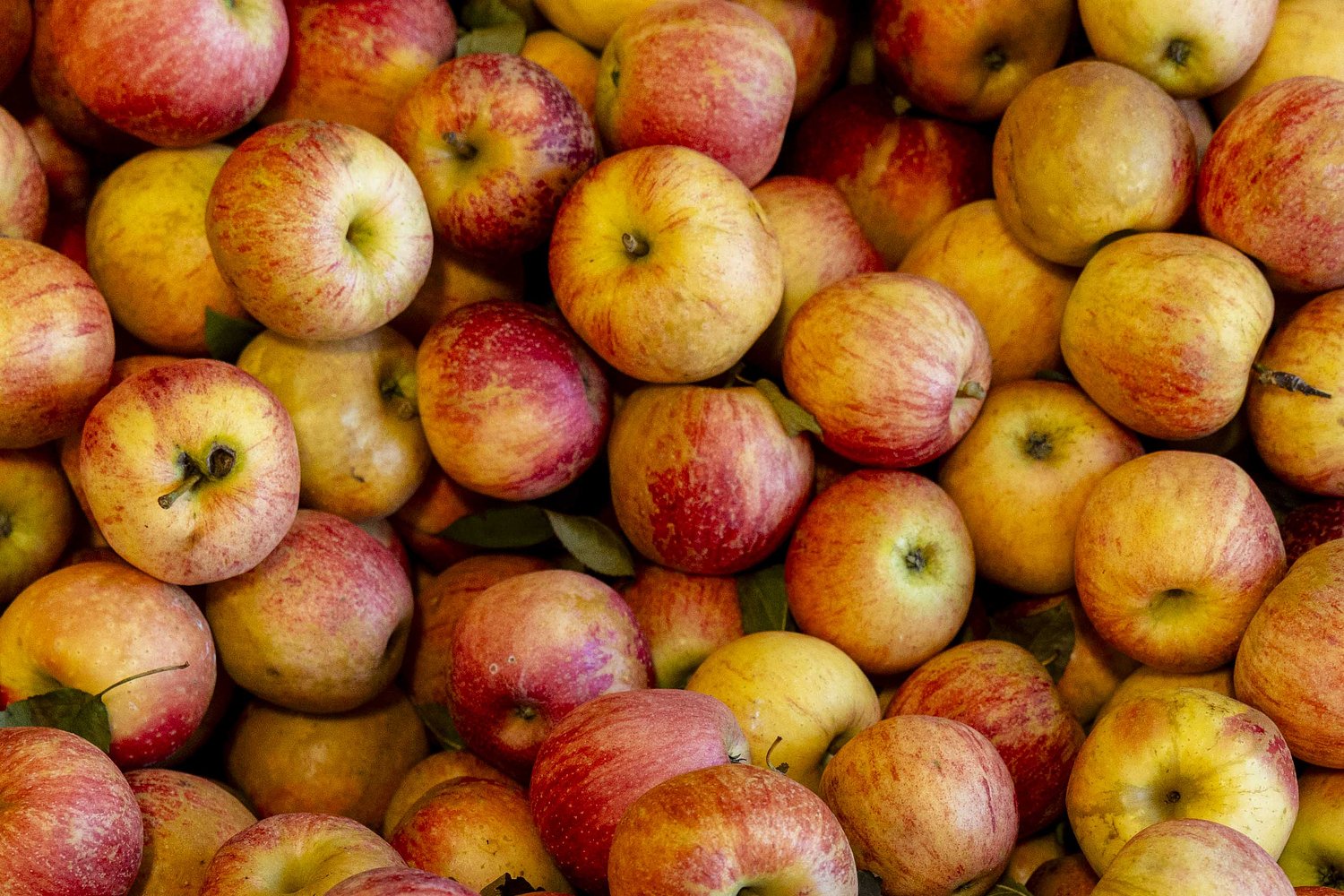 Red Delicious once ruled Michigan orchards. See which apples replaced it