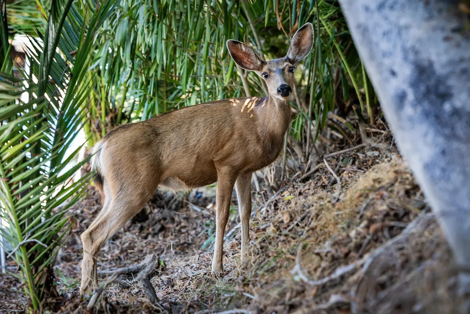 Killing of Catalina Island deer will go forward despite last-minute appeals