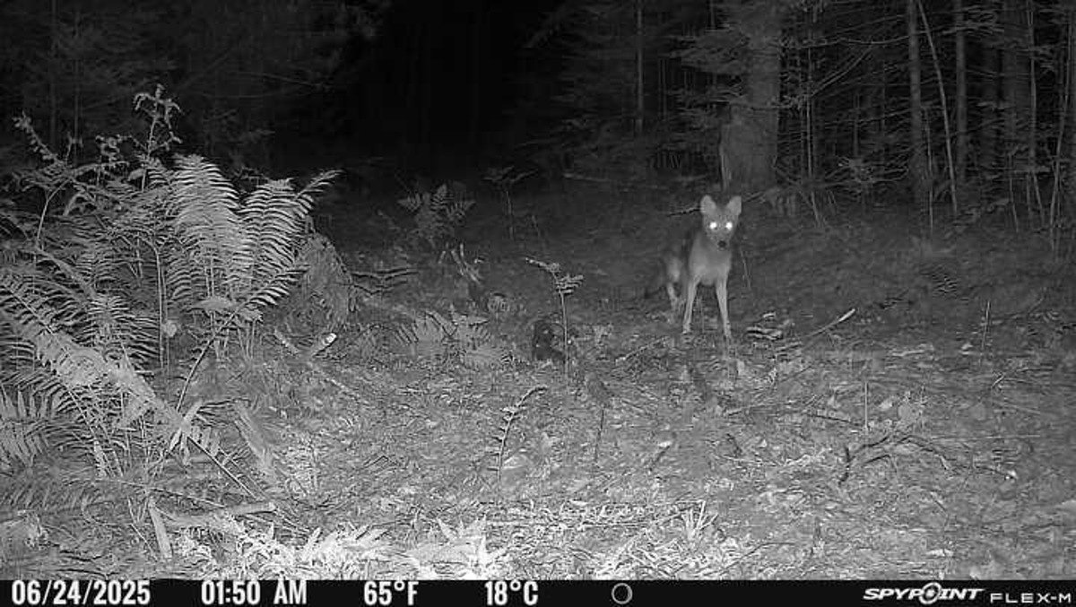 Why I didn’t shoot the coyote behind my house
