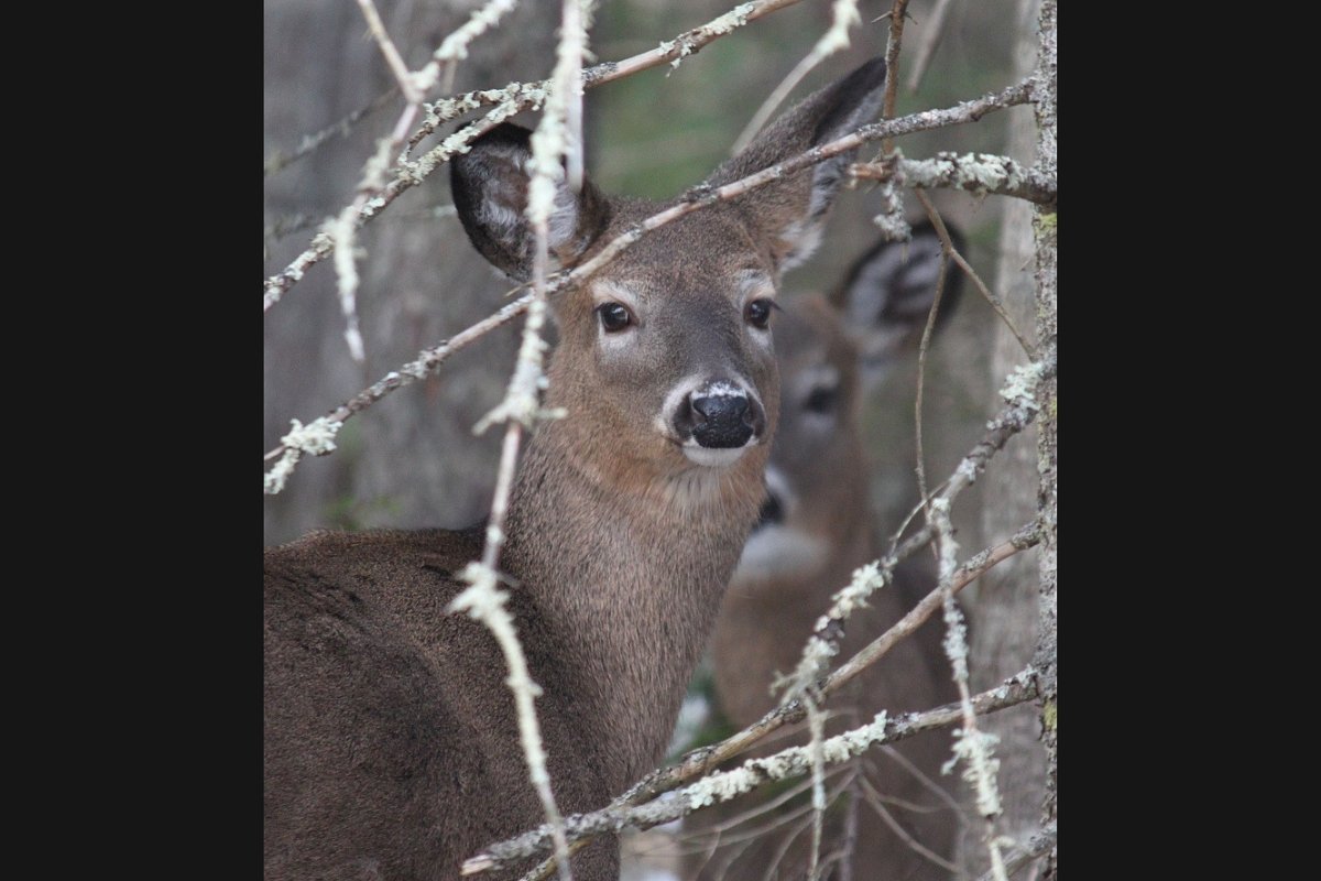 State weighs limited deer hunt in Maine town where it’s been banned for 100 years