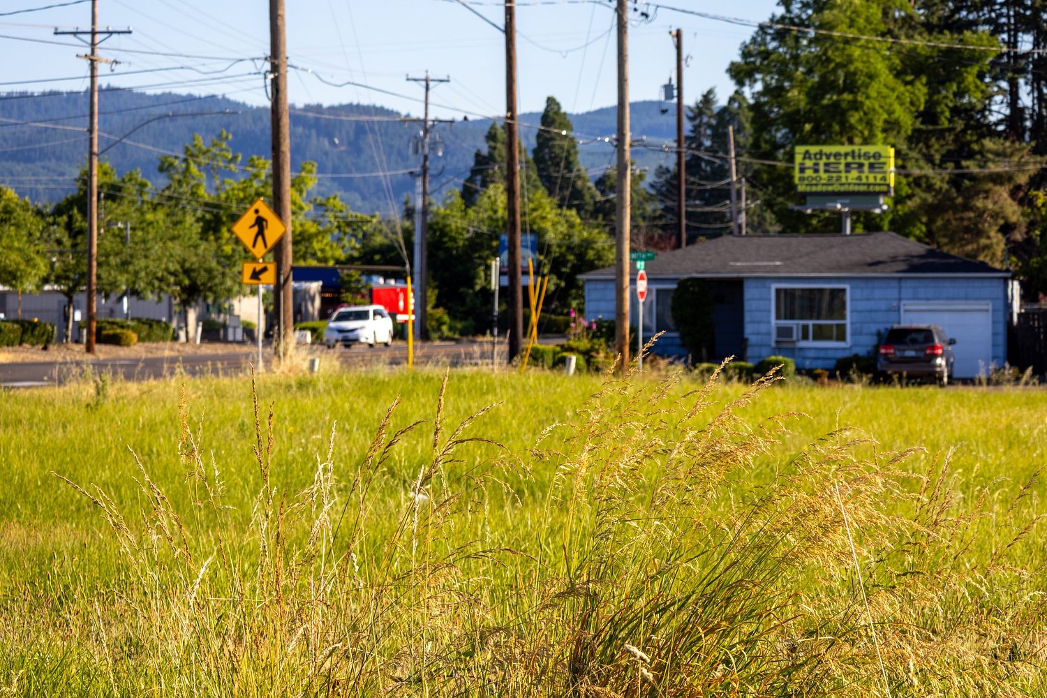 Go for the gold for your summertime lawn, and you'll save a lot of water