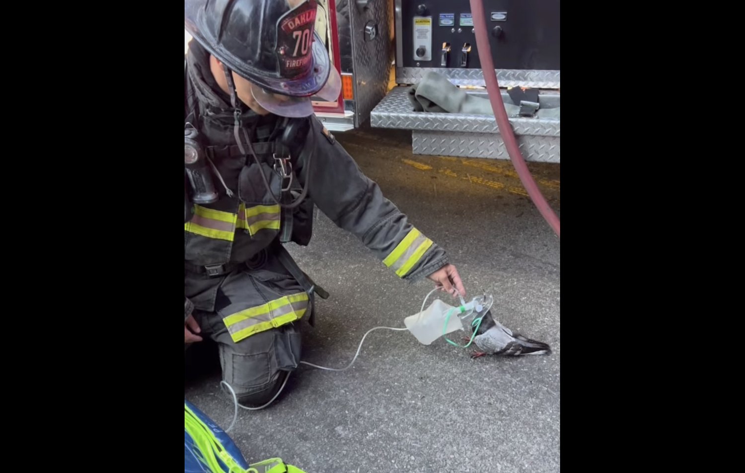 Firefighters rescue pigeon with tiny oxygen mask (see heartwarming video)