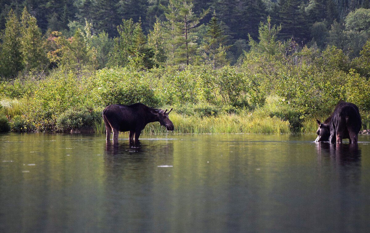 The best place to see a moose in Maine