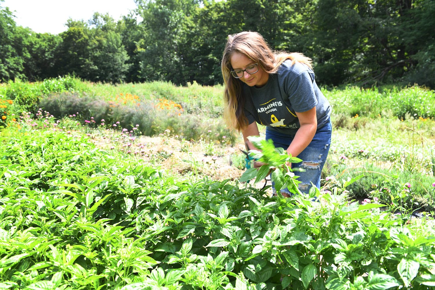 Bernardston to celebrate its farms with Community Harvest Dinner
