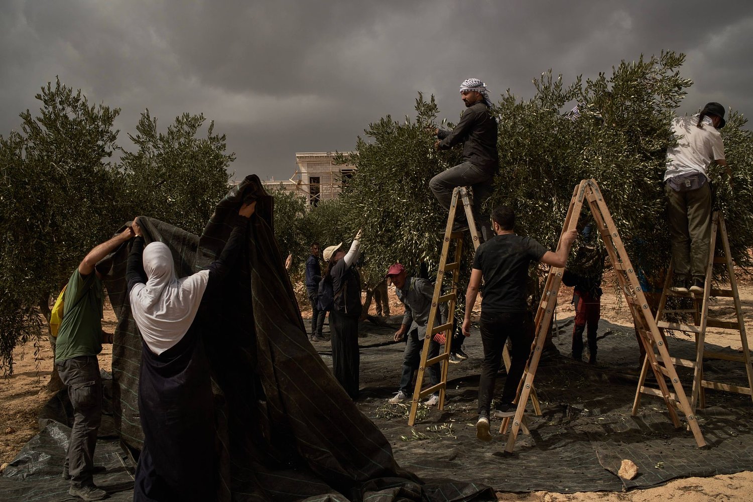 Israeli settlers torch cars and trees in West Bank villages, disrupting Palestinians' olive harvest