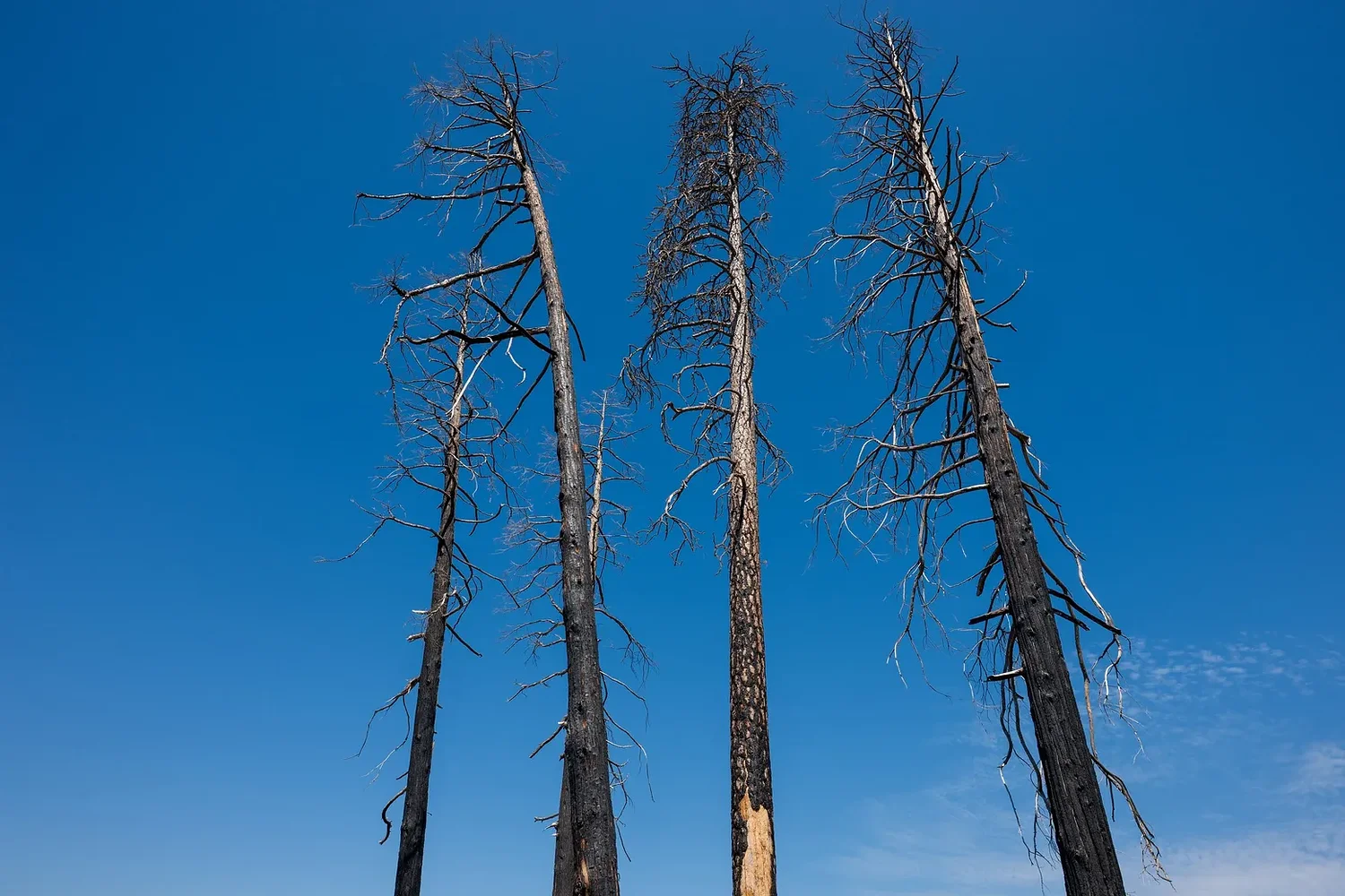 Bigger, hotter fires are slowly erasing America's great forests
