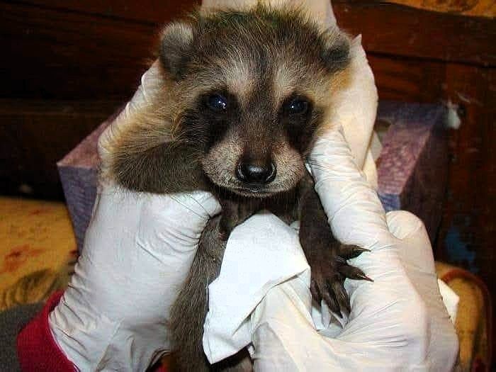 Urban Wildlife Rehabilitation to host Family Fun Day at Stanley Park on July 26