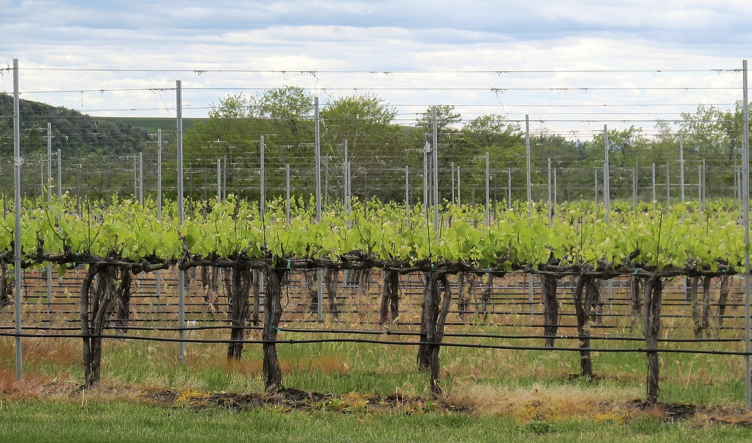 Creekside Restaurant & Bar to highlight Pacific Northwest wines in dinner