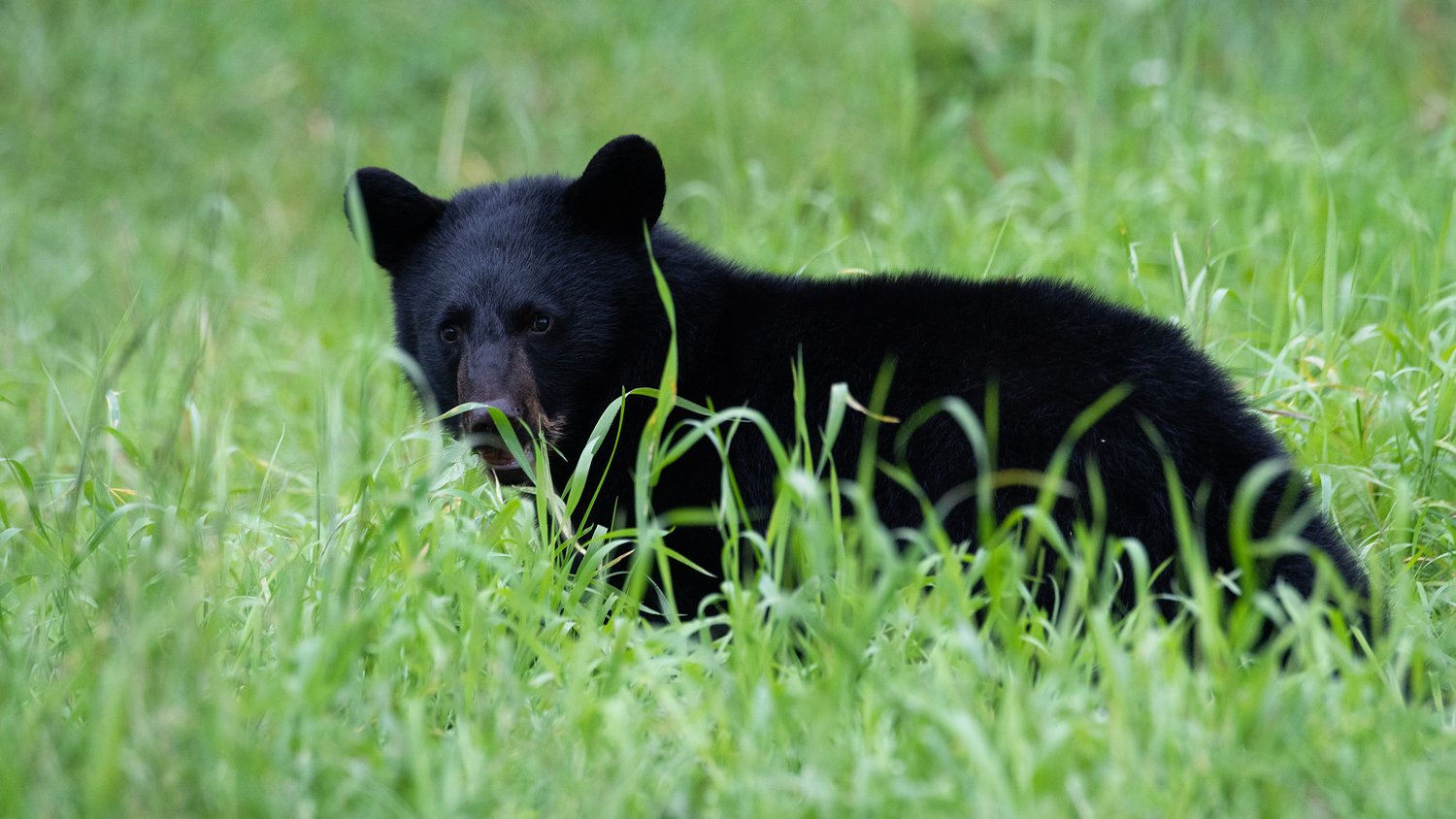 Captured on video: Black bear strolls into Alaska base commissary and eats a peach