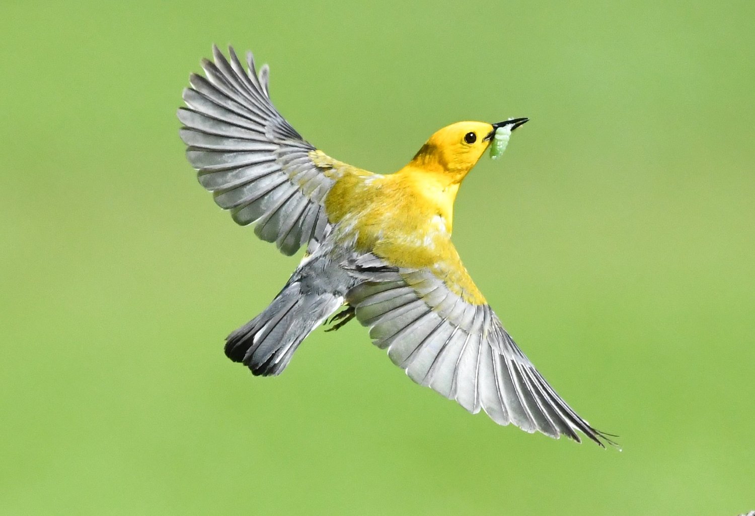 Channahon woman captures warbler in flight to win Will County forest district’s June photo contest
