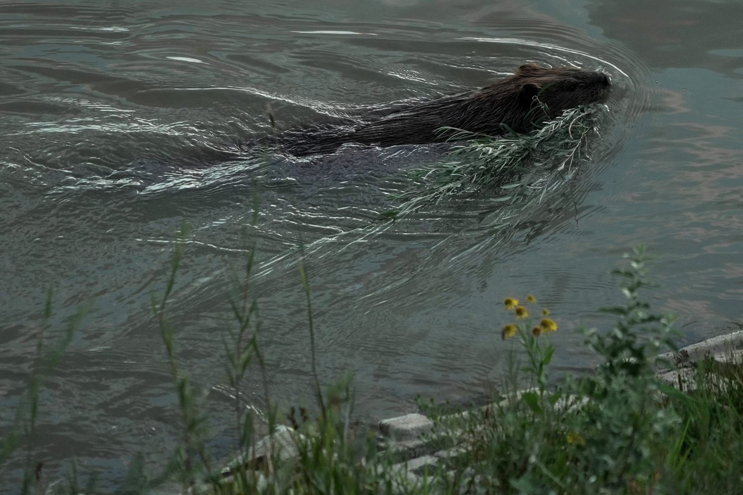 Bringing more beavers to watersheds is a powerful drought-fighting tool, experts say