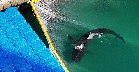 Shark freed after being trapped for month in South Korean canal