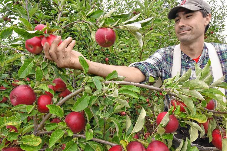 Apple season off to sweet start for first ever Massachusetts Apple Month