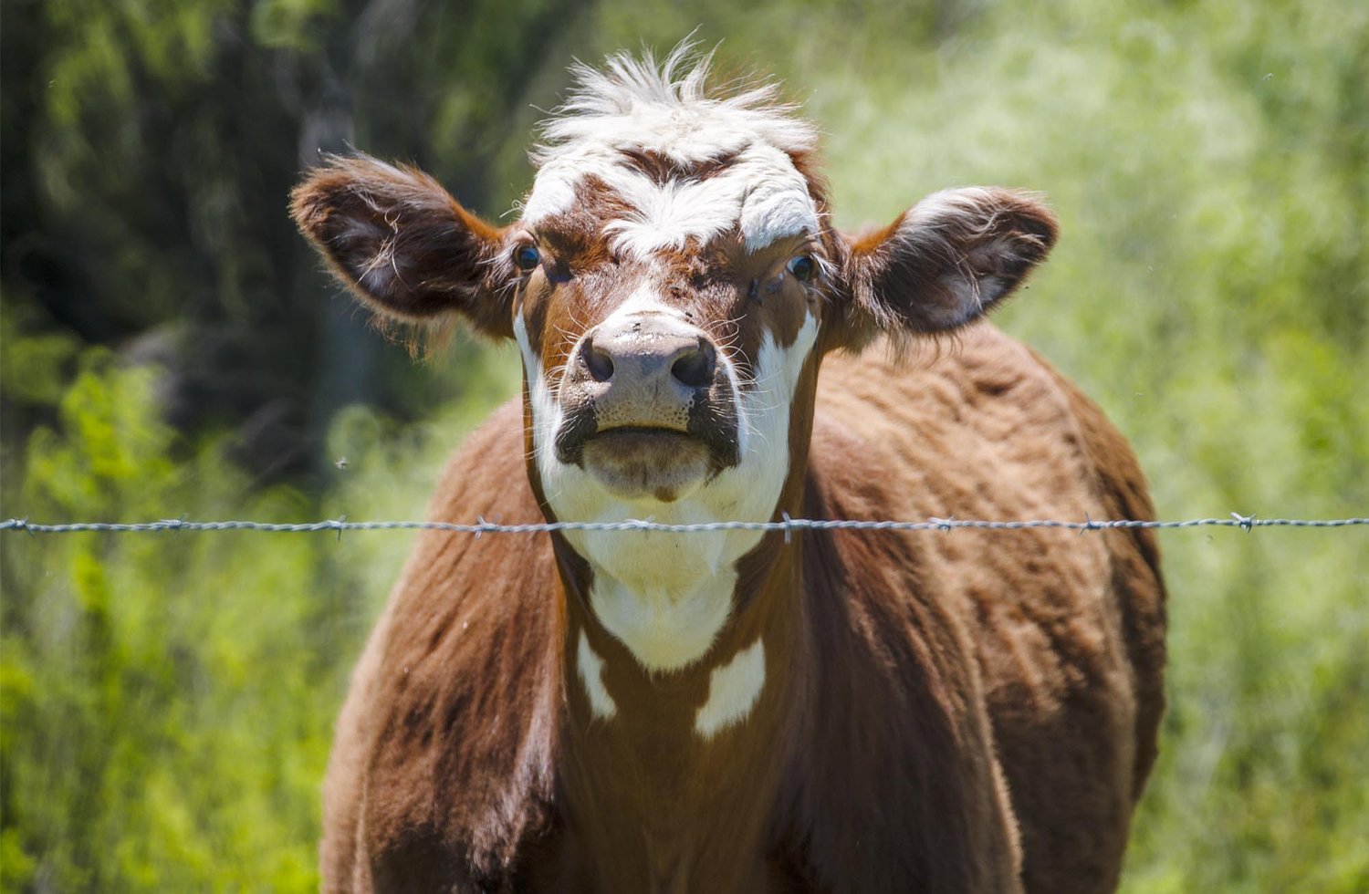 Vermont farmers feel impacts of staffing cuts at USDA
