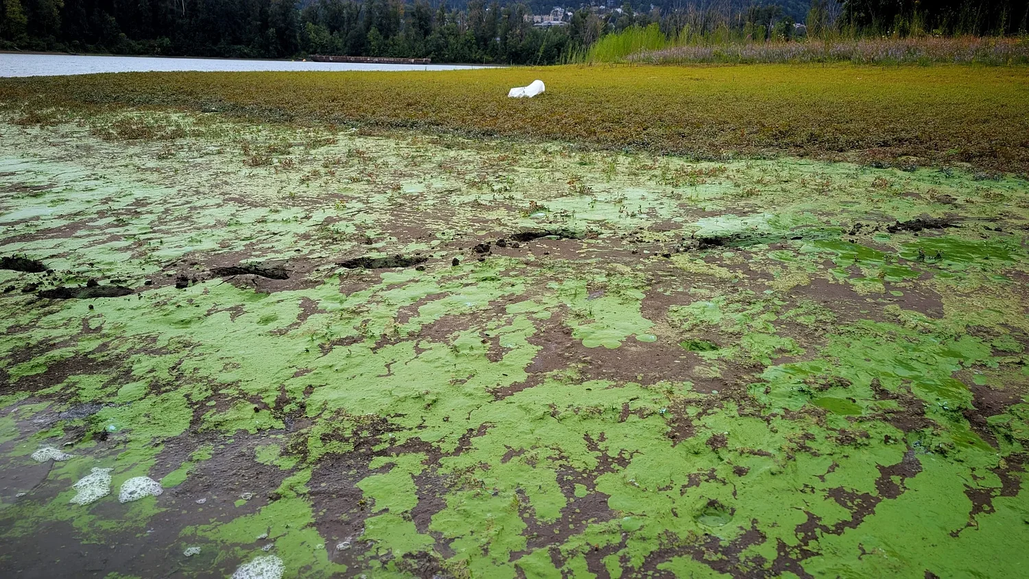 “Worse Than Anything We’ve Ever Seen”: Toxic Algae in Ross Island Lagoon Troubles Scientists.