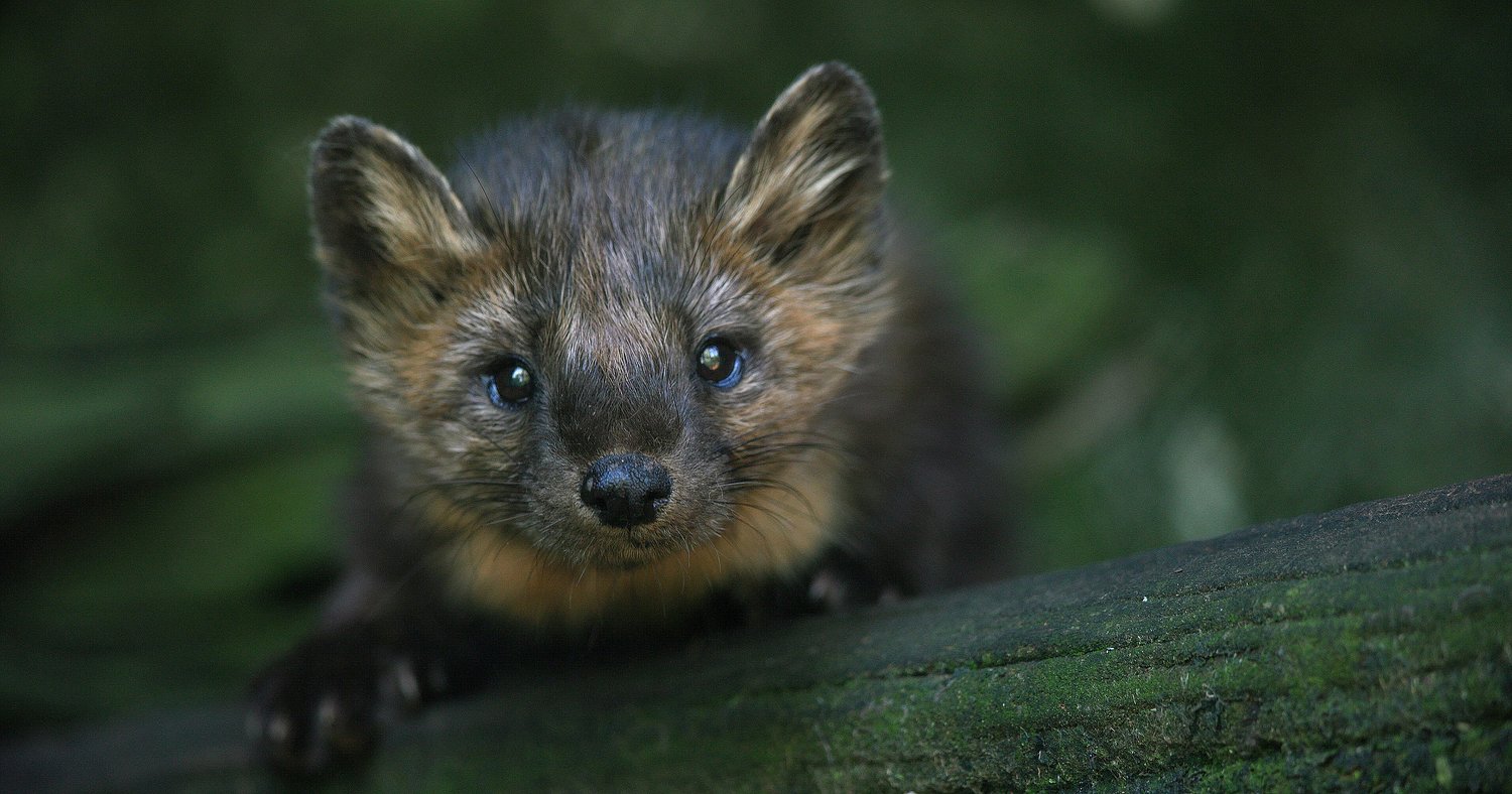 Fisher and marten trapping seasons expanded in Upstate NY