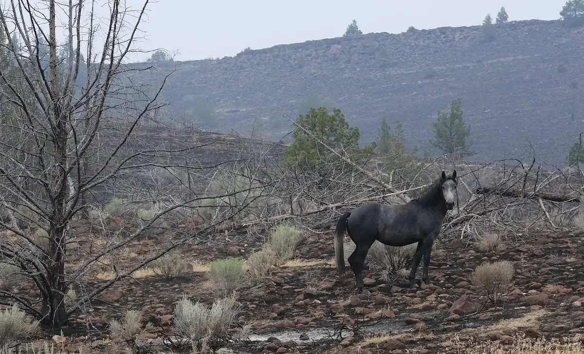Wildfire burns grazing land for Warm Springs ranch’s untamed horse herd