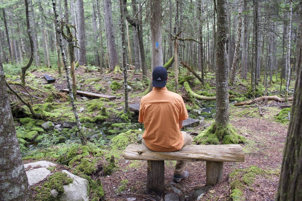 11 Maine trails that are great for forest bathing