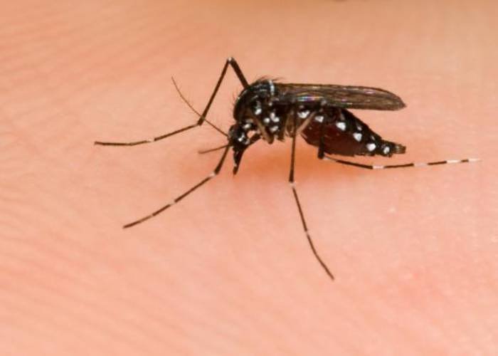 Hampshire County faces moderate West Nile risk as virus found in local mosquitoes