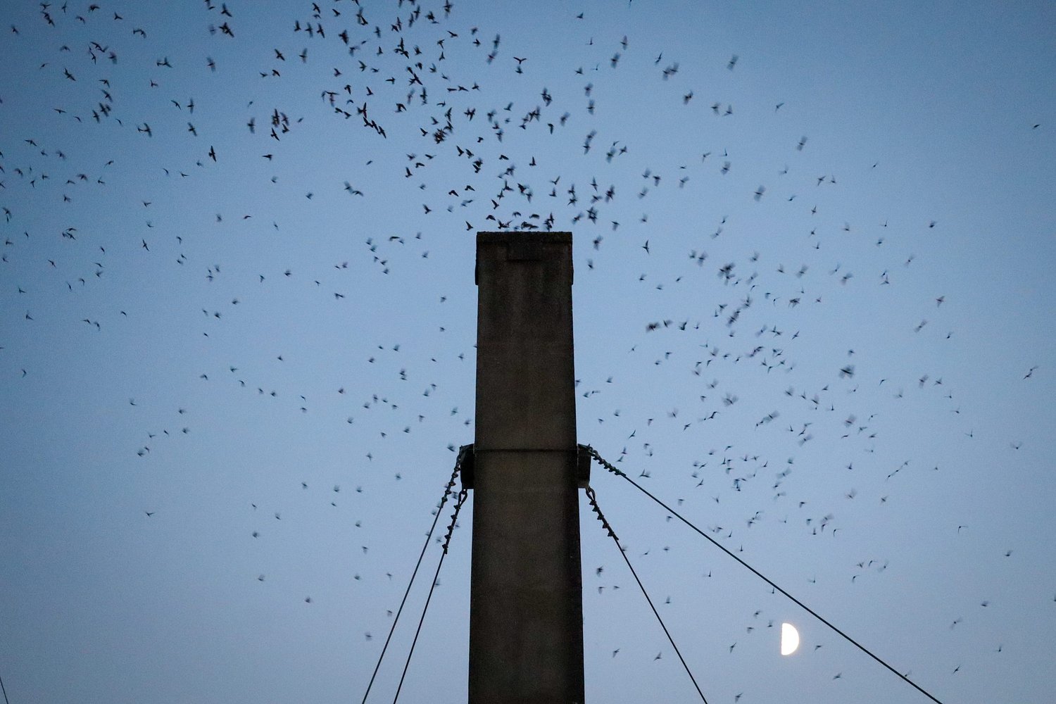 The Vaux’s swifts, queer birders, and finding a safe place to land