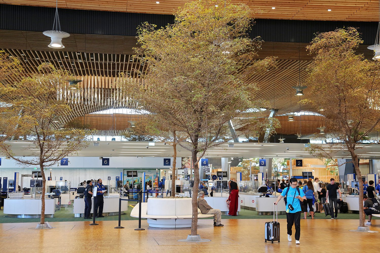 Why do some of the trees in Portland’s airport look sick? It might be your fault