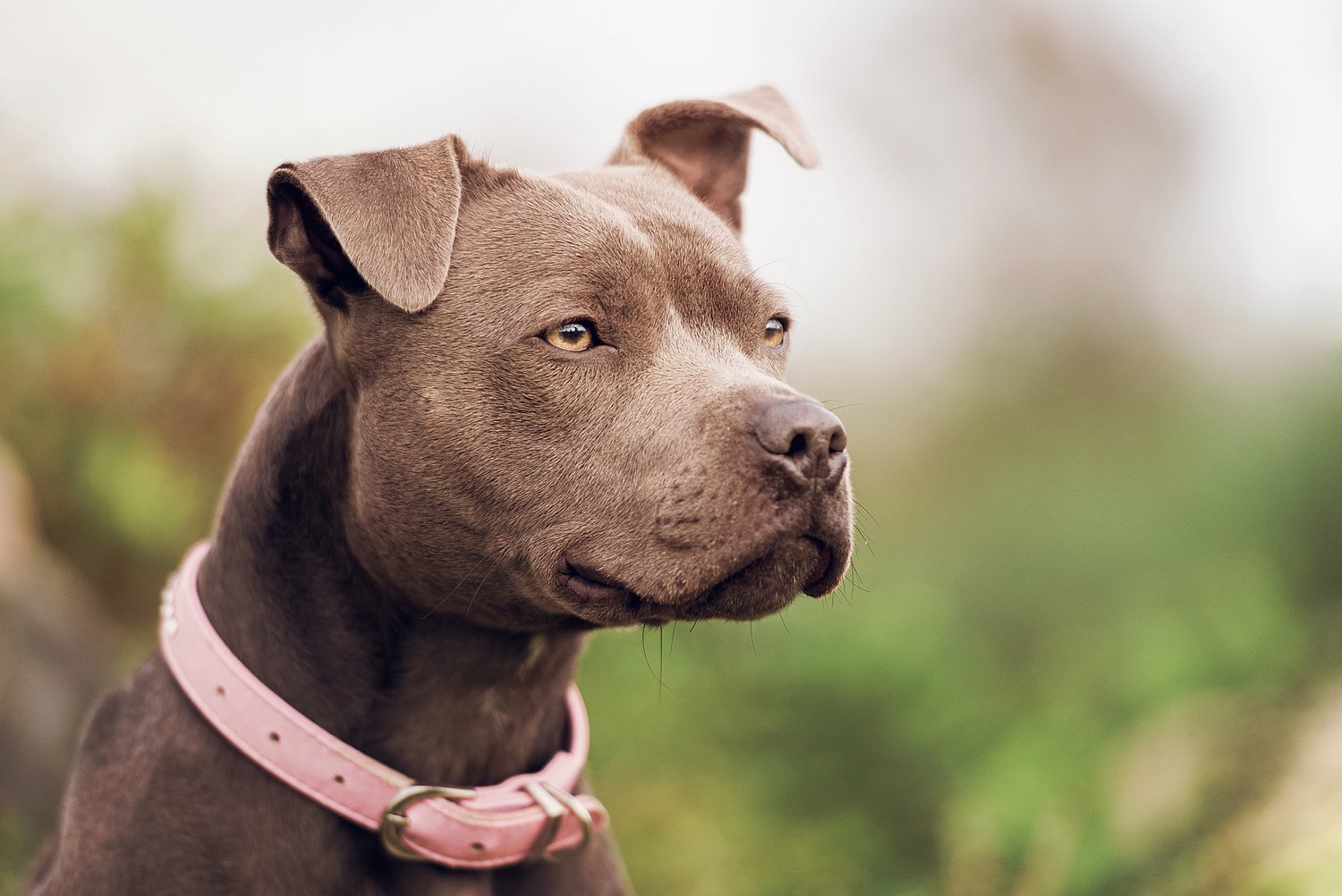 Central Pa. shelter offering $5 adoptions for pit bull-type dogs