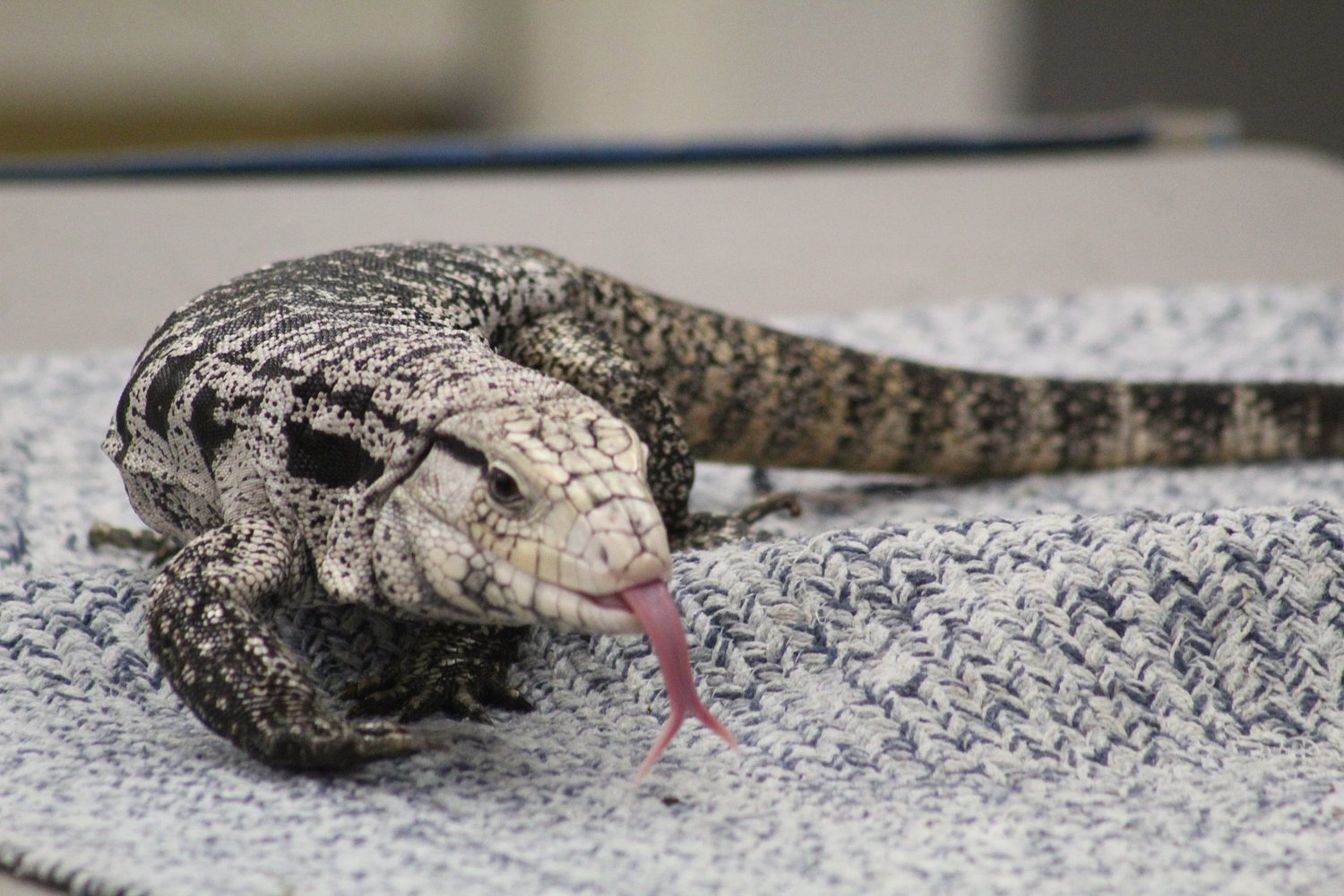 Wildlife educator brings exotic animals to Jaffrey Public Library