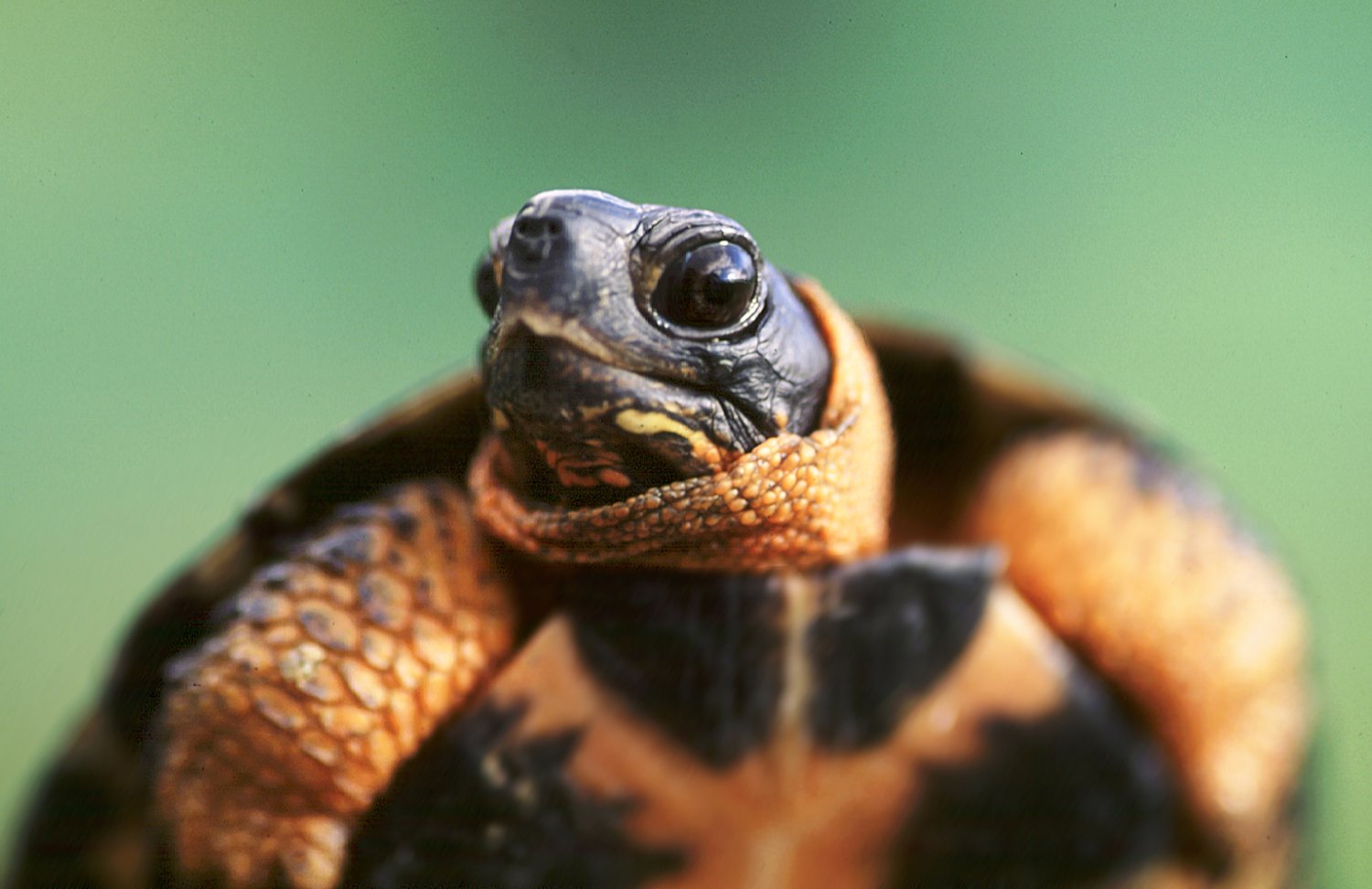 Speaking of Nature: It’s been 20 years: The Wood Turtle