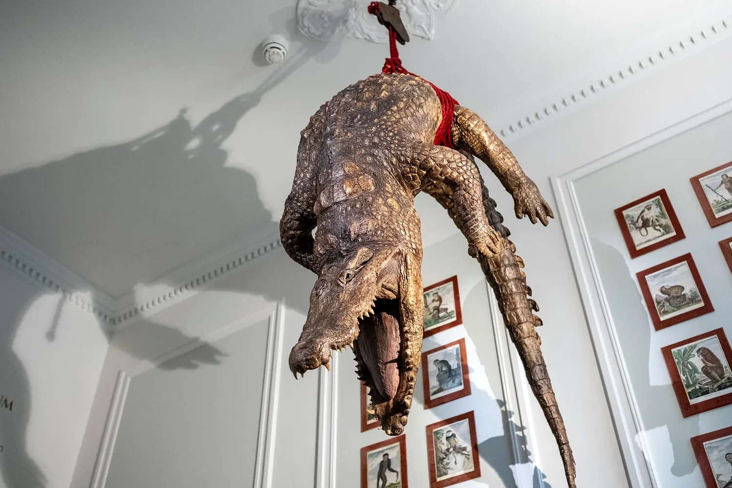 People enter cages while the animals seem free at a unique Amsterdam museum
