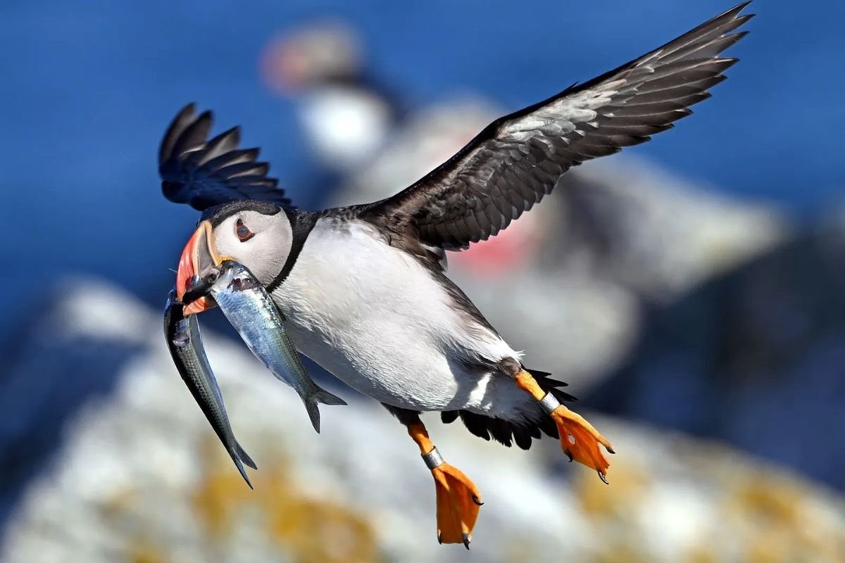 Seabird researchers report good year for razorbills and puffins
