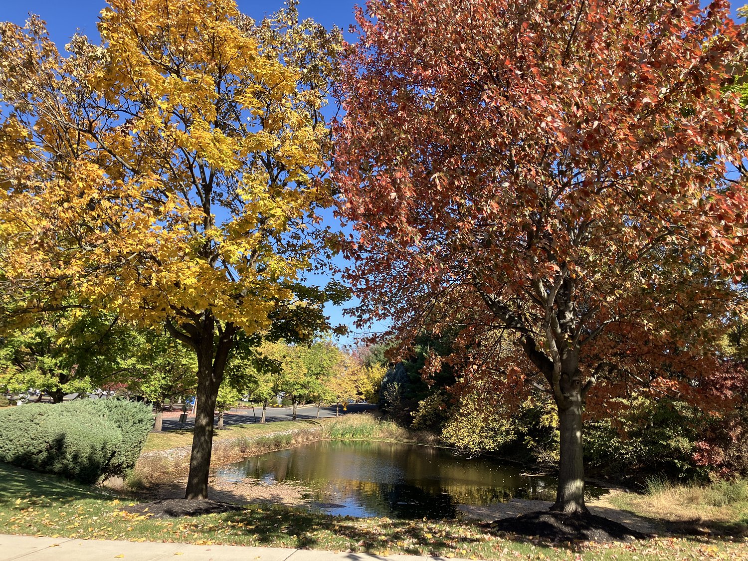 N.J.’s fall foliage season is starting. Here’s when your county will hit peak leaf colors.