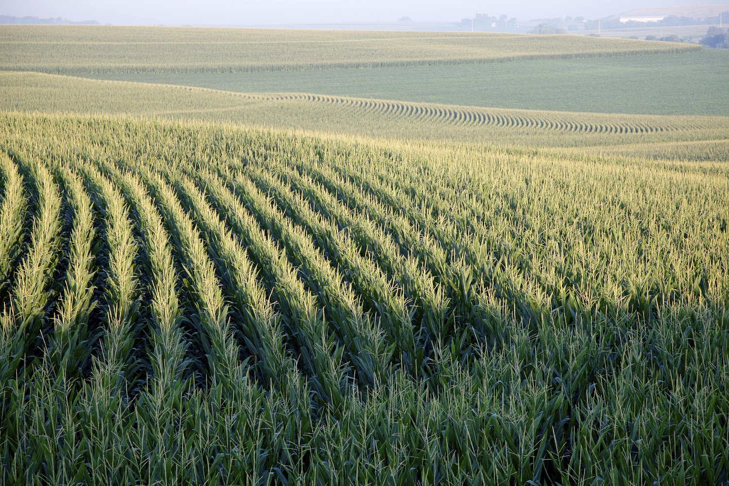 Many factors are impacting the profitability of corn producers