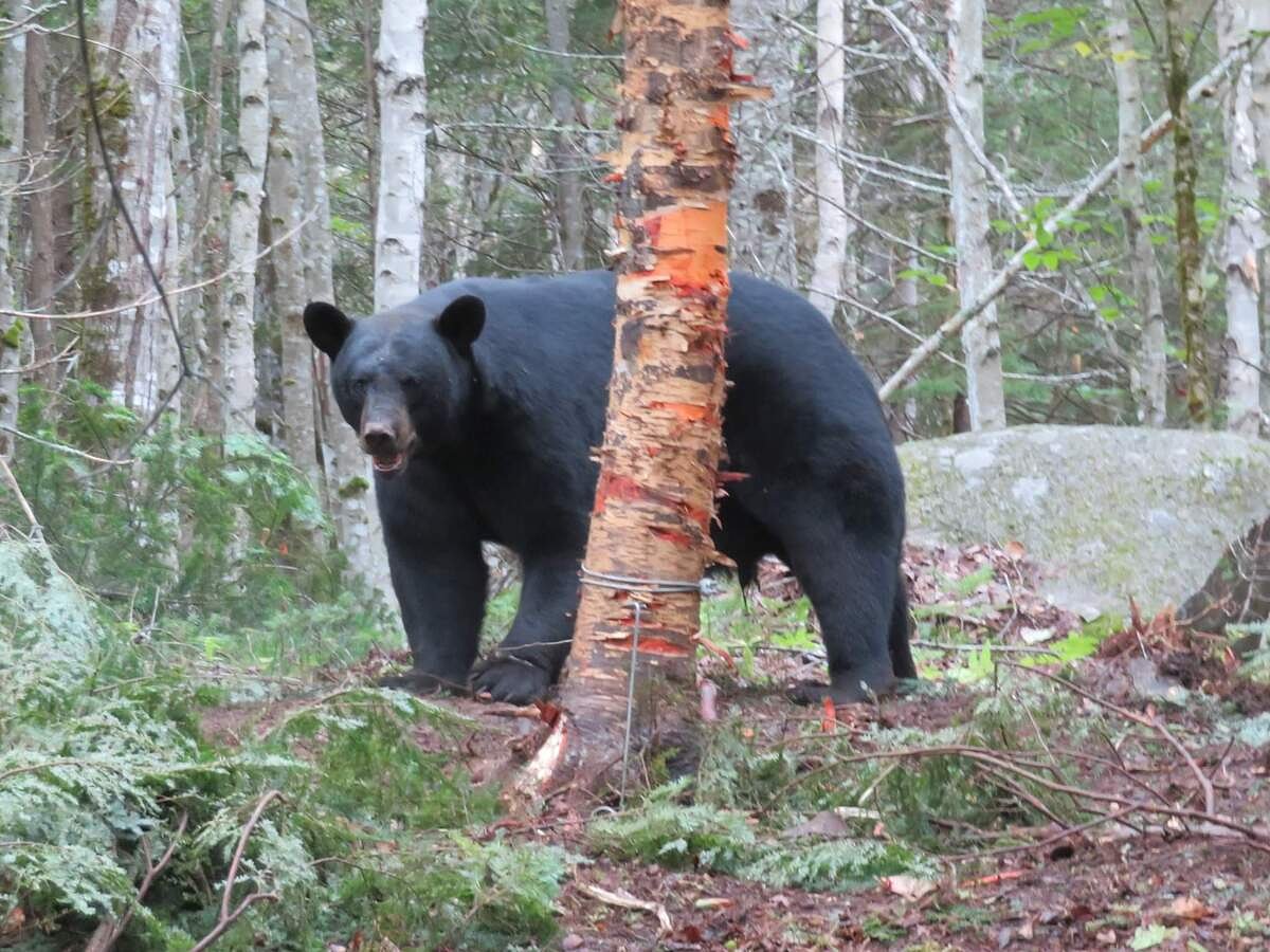 Letter: Trapping is inhumane