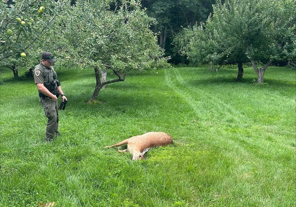 A poacher killed a doe and left her body to rot in a Maine apple orchard