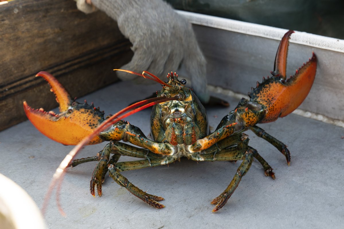 Appeals court dismisses Maine lobstermen defamation case against California aquarium