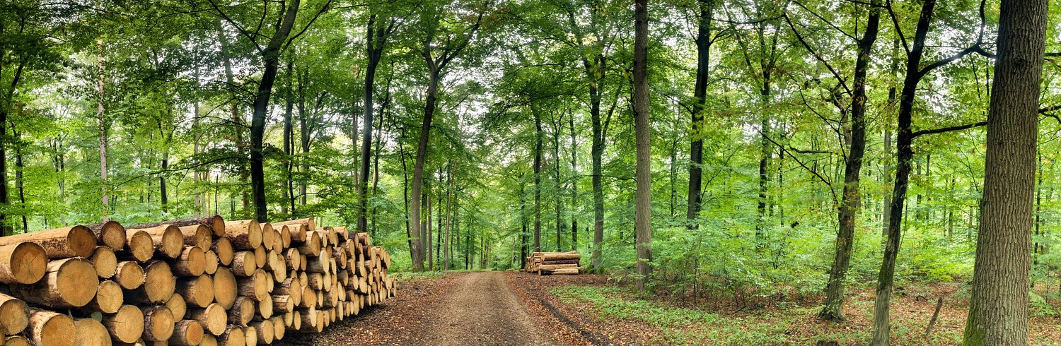 Rooted in the game: How Maine trees power America's pastime