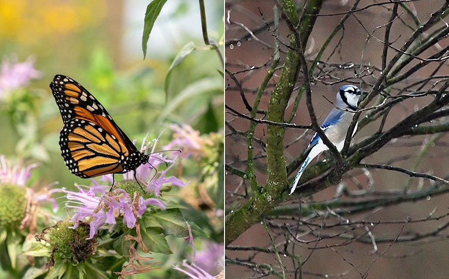 Monarchs and blue jays counted in large numbers migrating south -- Lehigh Valley Nature Watch