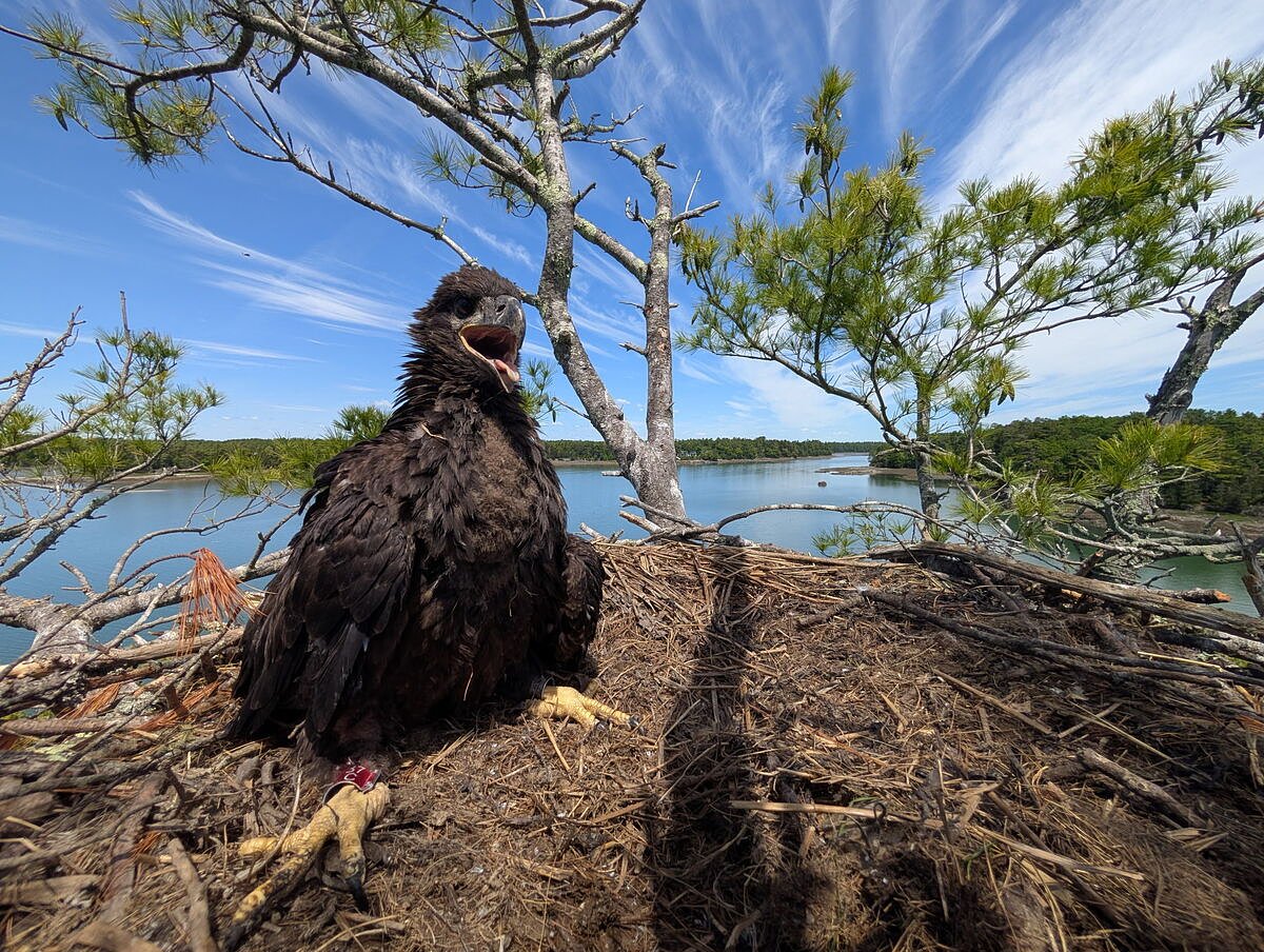 'Forever chemicals' are showing up in midcoast birds 2 years after spill