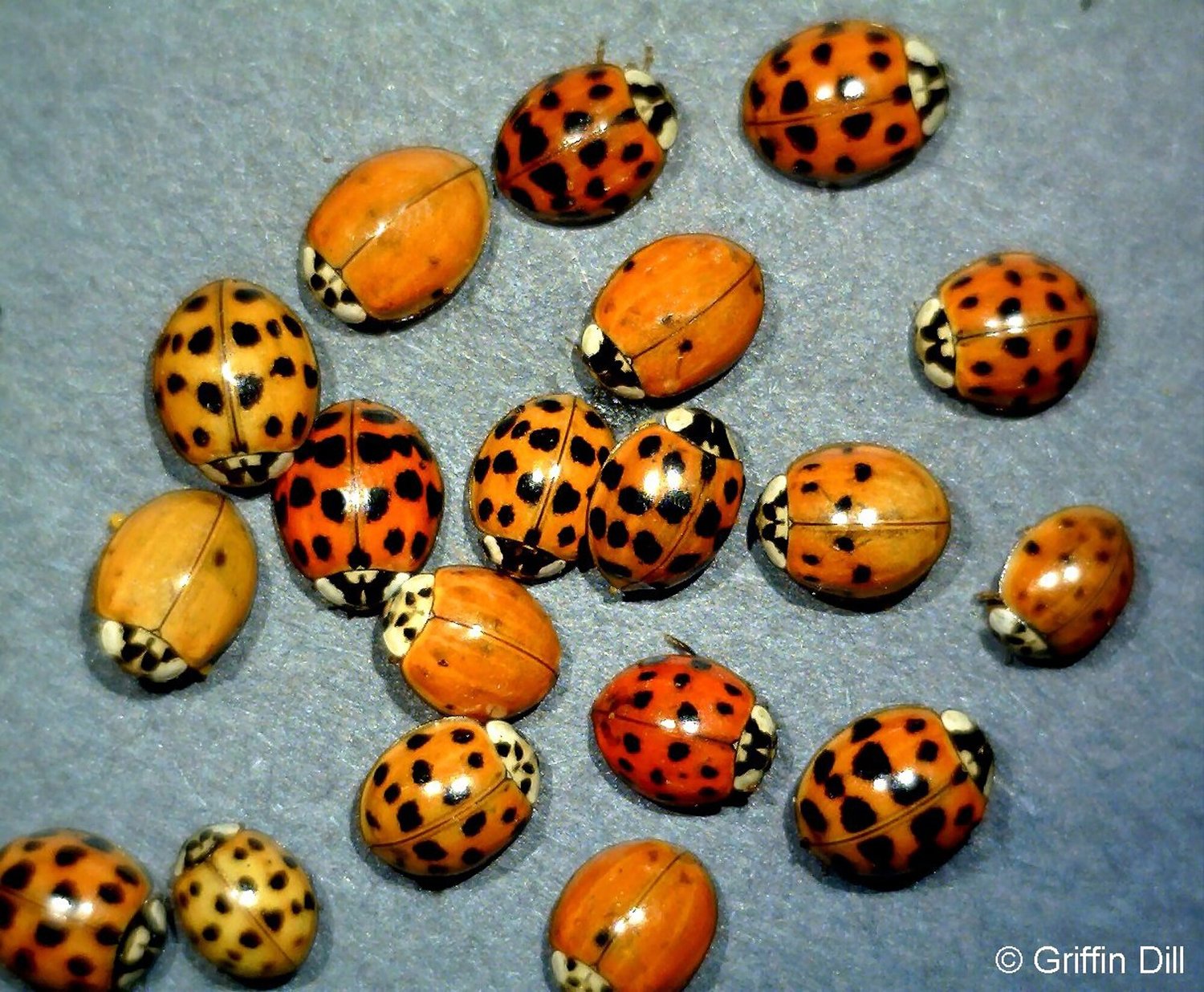 Why ‘ladybugs’ invade Maine homes in fall — and how to get rid of them 