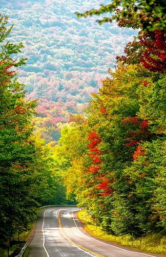 Leaves will definitely change color this year; other than that, your guess is as good as mine