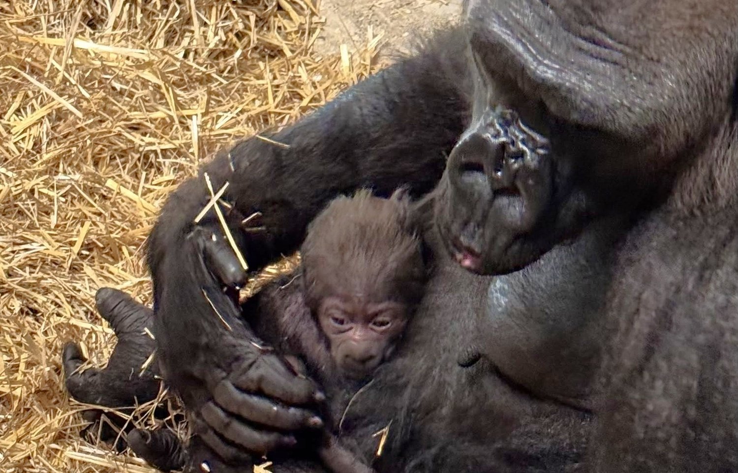 It’s a girl! Detroit Zoo baby is one of the rarest births in its long history