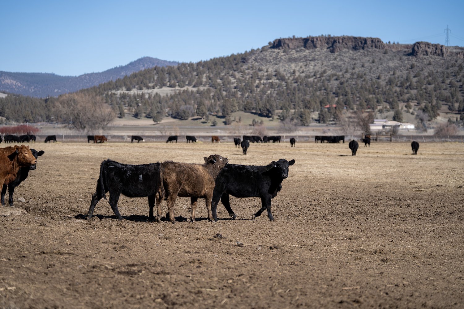 Stillborn cows, dead dogs, full-body rashes: $78M in lawsuits say Knife River mine tainted groundwater