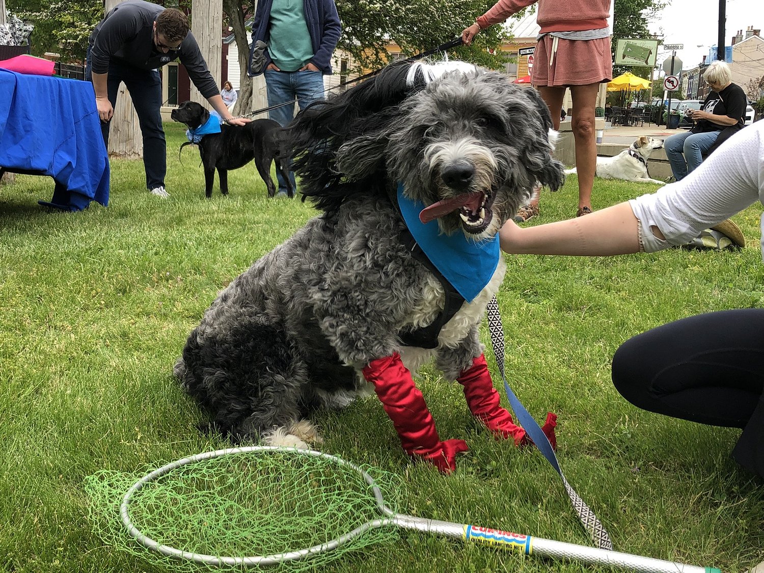 Cold Spring asks residents whether city needs a dog park