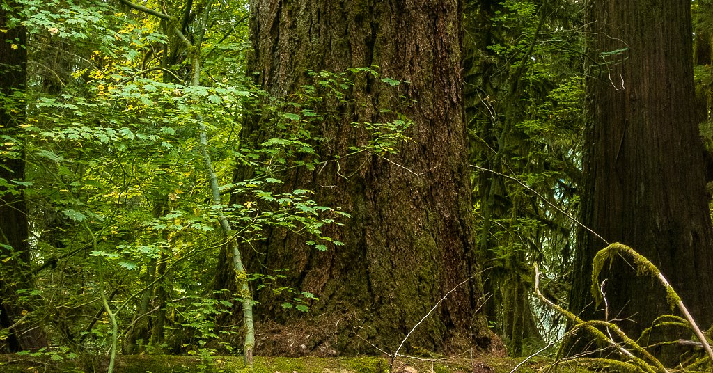 Does Wash. have enough money to protect legacy forests?